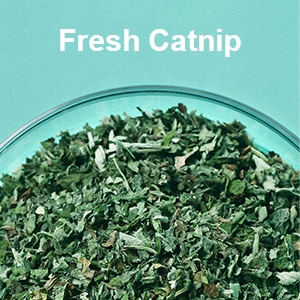 Fresh Catnip