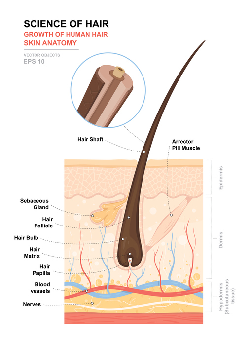 Understanding the Anatomy of Hair - Toppik Blog