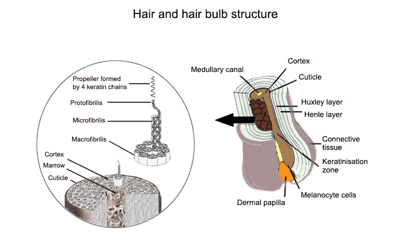 structure of human hair | Shop The Best Discounts Online |  avsenggcollege.ac.in